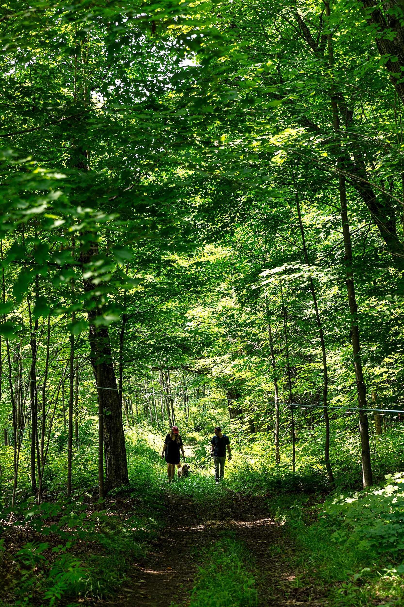 Marche dans la forêt