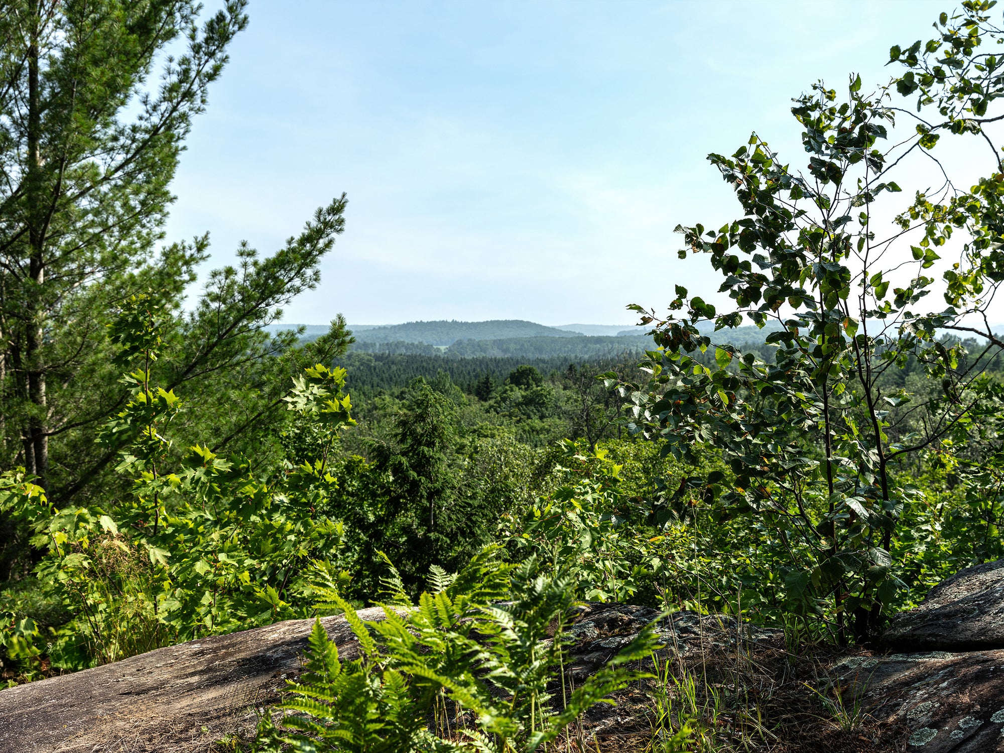 Point de vue à l'érablière