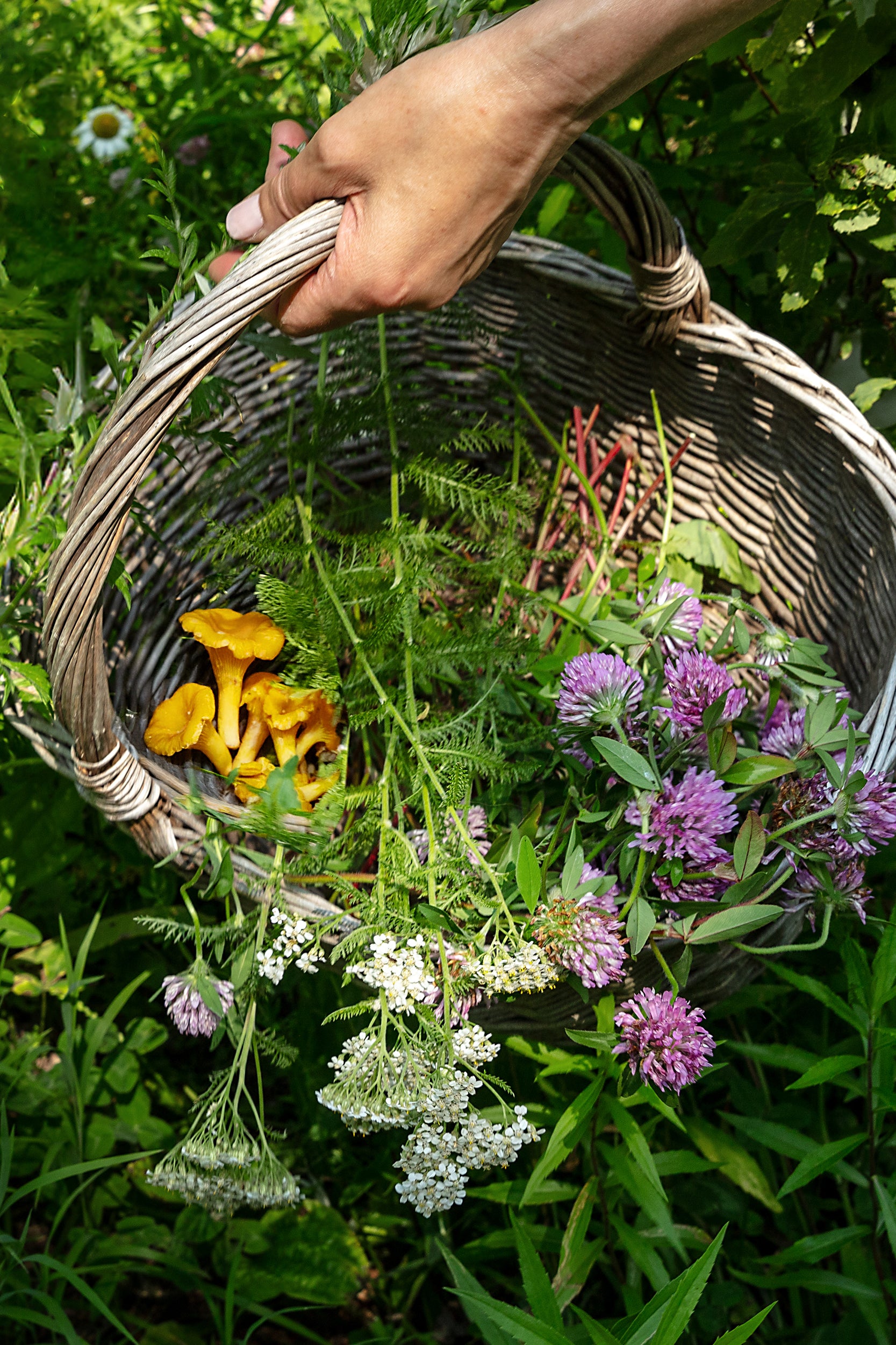 Visiter la ferme du loup