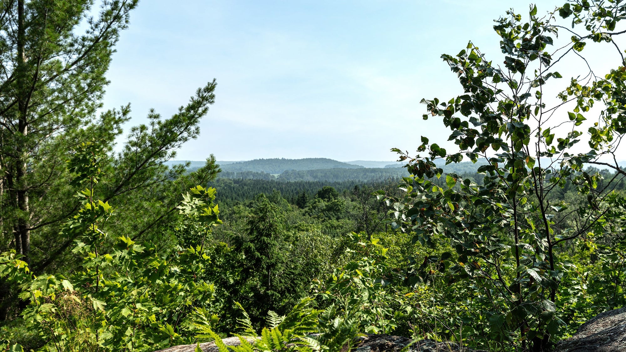 L'érablière un écosystème naturel